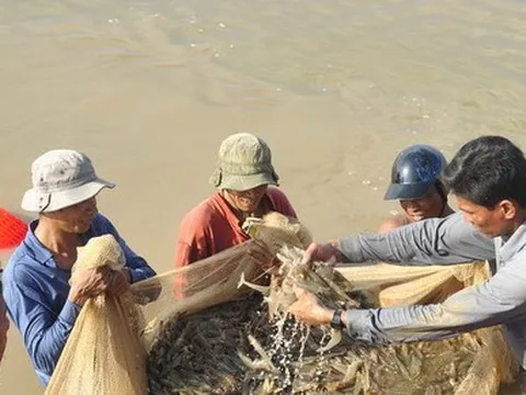 Đối diện nhiều thách thức, ngành tôm vẫn đặt mục tiêu kỷ lục