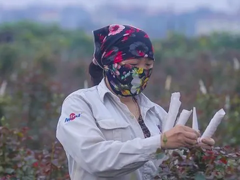 Làng hoa Mê Linh được mùa, được giá trước thềm 8/3