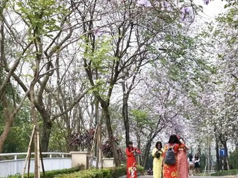 Người dân đổ xô 'check in' trên con đường hoa ban tím tuyệt đẹp trong khu đô thị nhà giàu