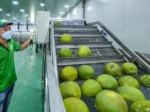 5.000 quả bưởi Việt sang Anh mất tới 70 ngày