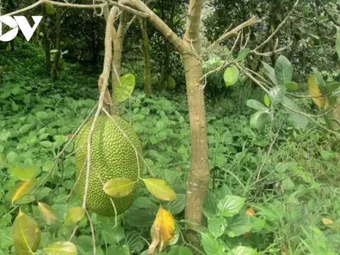 Mít Indo giá100.000 đồng/kg, người trồng mừng được mùa được giá