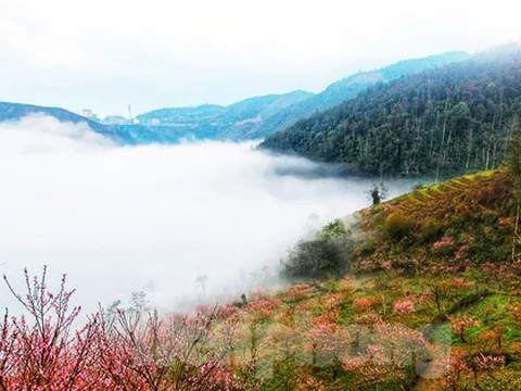 Mê mẩn khung cảnh thần tiên của 'rừng đào mười dặm' trên đường đến Lai Châu