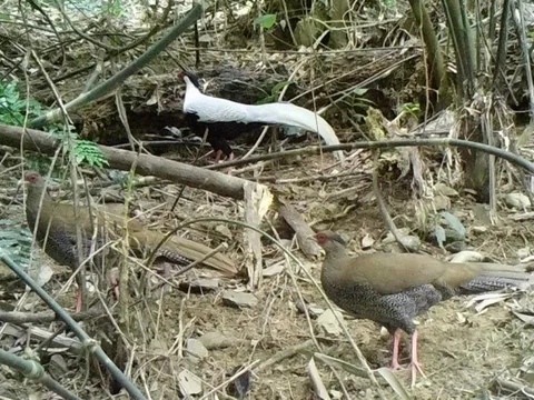 "Gà sách đỏ" được phát hiện ở Thanh Hóa