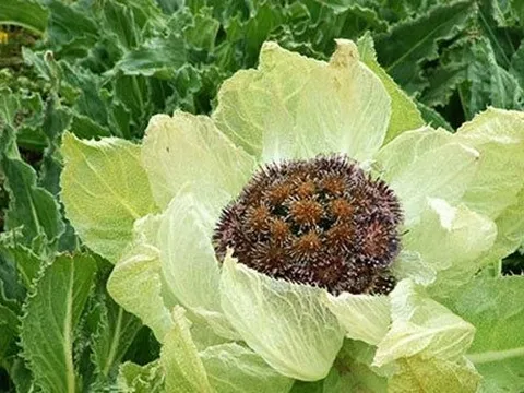 Nhìn chẳng khác nào bắp cải bán đầy ngoài chợ, loại hoa đặc biệt được giới nhà giàu Việt chi cả trăm triệu mua về hãm trà uống