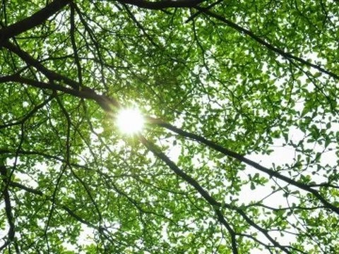 Người Hà Nội thích thú check in bên hàng cây bàng lá nhỏ xanh mơn mởn