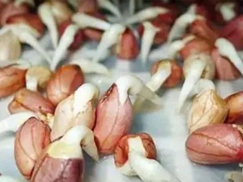 Những loại củ mọc mầm cực độc, biết mà tránh kẻo "mắc bệnh"