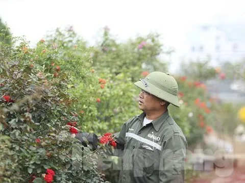 'Luyện' những siêu phẩm hoa hồng, nông dân Hà Nội thu về hàng trăm triệu mỗi năm