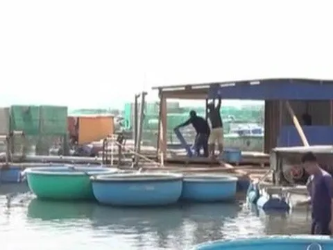 Hàng chục người nuôi tôm hùm bị quỵt nợ