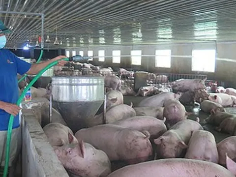 Giá lợn hơi giảm mạnh nhất 2 năm qua