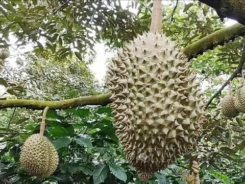 Bình Phước: Cảnh báo tình trạng người dân đổ xô trồng sầu riêng