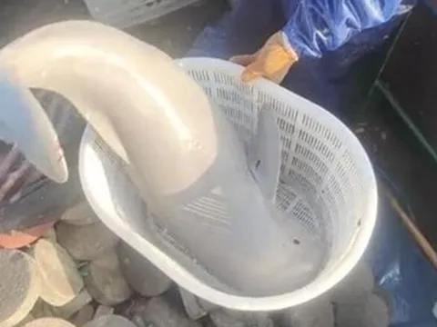 Bắt được sinh vật ánh bạc khắp người, tưởng ngư tinh hóa ra là cá thiên thần