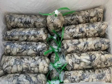 Hàng tấn hàu tươi phải đổ cho cá ăn vì bị phân luồng đỏ khi xuất khẩu
