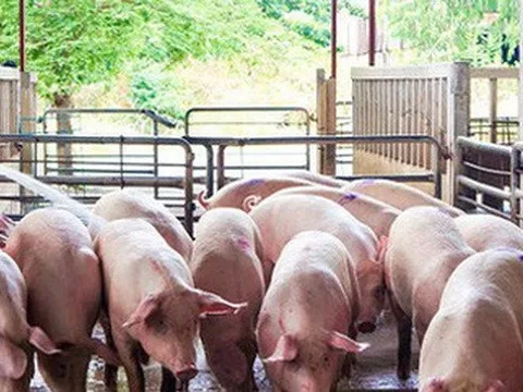 Giá lợn hơi liên tục giảm