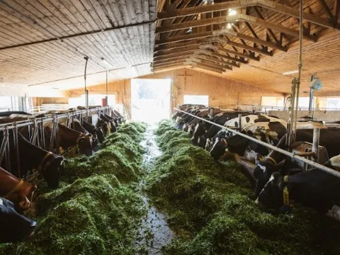 Cùng thăm một trang trại hữu cơ ở châu Âu để biết nó sạch đến mức nào