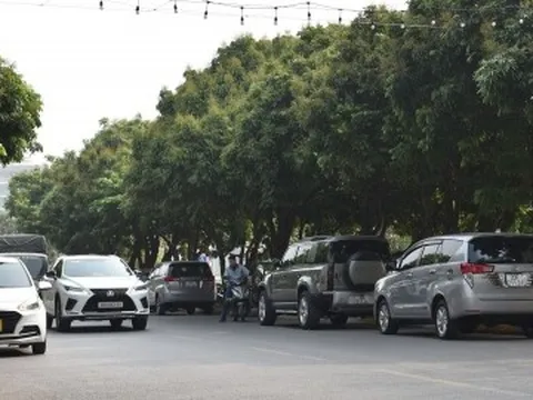 Hà Nội đánh chuyển rặng nhãn trên tuyến phố đi bộ Trịnh Công Sơn