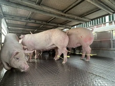 Gấp rút tìm lời giải cho thủ phủ chăn nuôi Đồng Nai