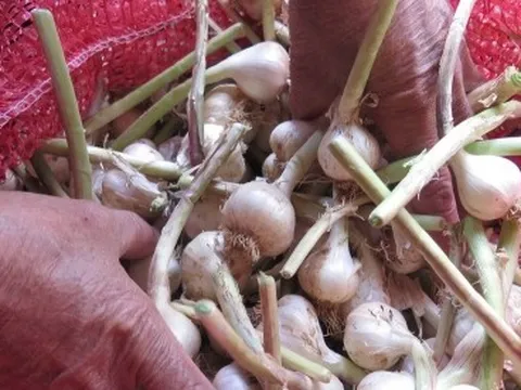Tỏi Lý Sơn mất mùa và bài toán gỡ khó cho nông dân