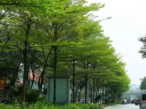 Hà Nội thí điểm bổ sung cây xanh ở phố cổ