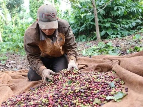 Cà phê Buôn Ma Thuột - Kết nối đam mê và khát vọng phát triển