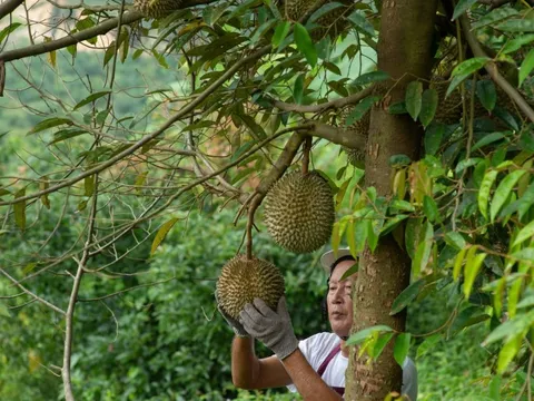 Hai tháng 2023: Mặt hàng xuất khẩu nửa tỷ USD, Trung Quốc mua hết một nửa