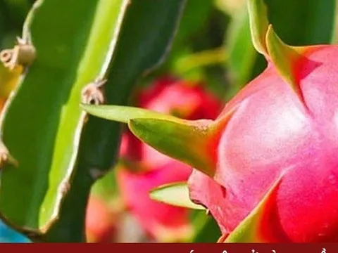 Trung Quốc tăng diện tích trồng thanh long, sầu riêng