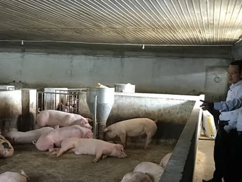 Lý do giá thịt heo liên tục giảm mạnh