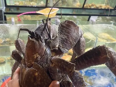 Xuất hiện loại cua có 2 càng ‘khủng’, biết trèo cây, giá siêu đắt