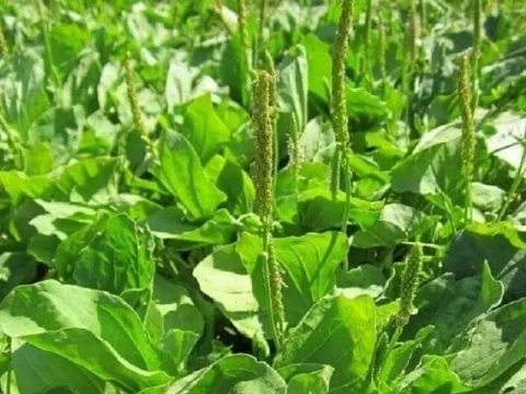 “Hô biến” rau dại mọc um tùm thành vị thuốc quý, chữa bách bệnh