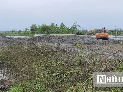 Cận cảnh diện tích rừng ngập mặn bị san ủi khi thi công bờ kè