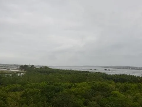 Kiểm tra diện tích rừng ngập mặn bị san ủi do thi công bờ kè