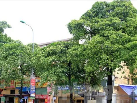 Hà Nội sẽ thay bớt cây hoa sữa vì 'mùi hương nồng nặc'