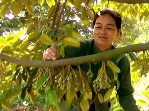 Sầu riêng có nguy cơ dội chợ