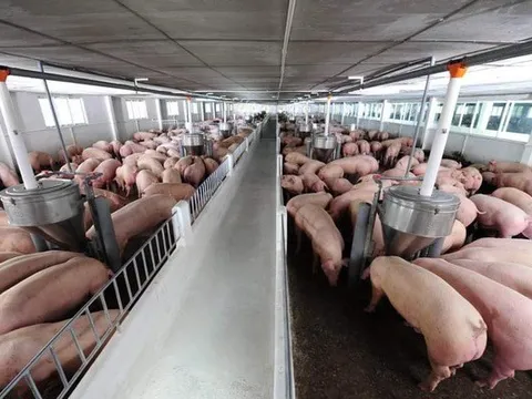 Giá lợn giảm sâu, nguyên nhân do đâu?