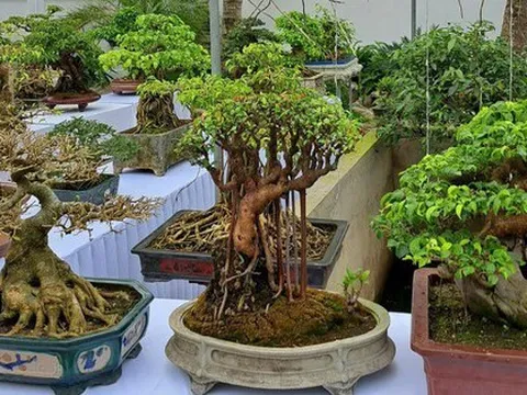 Chiêm ngưỡng hàng chục cây bonsai cổ thụ giá cả trăm triệu đồng không bán ở Nghệ An