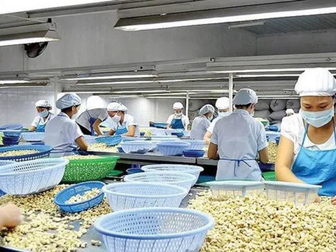 Việt Nam nhập khẩu hạt điều tăng vọt, giai đoạn bất thường tái diễn?