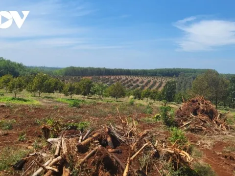 Ồ ạt trồng sầu riêng, mừng ít lo nhiều!