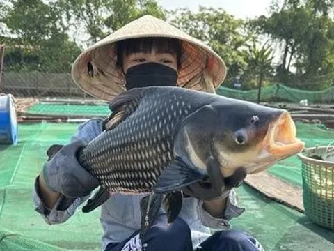 Cận cảnh “thủy quái” nặng chục kg bơi đầy ao giúp người dân bộn tiền