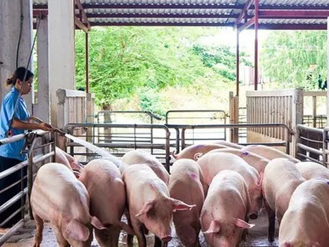 Mỗi con lợn xuất chuồng bị lỗ gần 1 triệu đồng