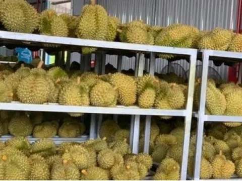 Ồ ạt trồng sầu riêng: Nguy cơ mất thị trường xuất khẩu