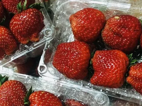 Đặc sản Sơn La "nhuộm đỏ" chợ mạng: Tiểu thương tiết lộ dâu Mộc Châu nhập từ vườn giá thấp nhất là 100k/kg