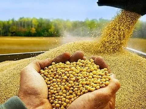 Bộ Tài chính xem xét giảm thuế nhập khẩu khô đậu tương