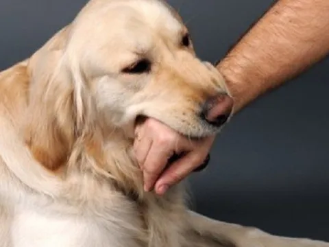 Một người đàn ông tử vong do bị chó dại cắn, 8 người tiếp xúc gần