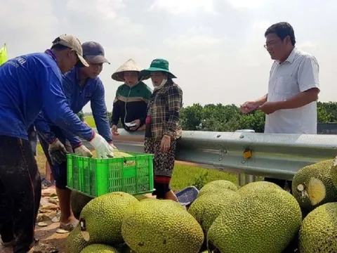 Giá mít Thái tăng cao nhất trong vòng 4 năm qua, nông dân "hốt bạc"