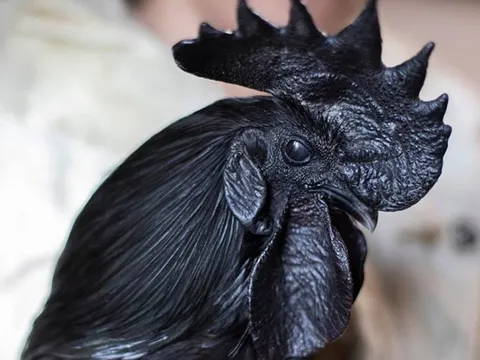 Cơn sốt gà đen mặt quỷ trong giới đại gia: Từng có giá 100 triệu/cặp, thuần hóa khó khăn - Nông dân Việt "cứ nuôi là chết"