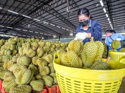 Sểnh ra là mất, cảnh sát Thái Lan tung lực lượng để bảo vệ ... sầu riêng