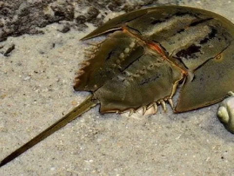 Người đàn ông bị liệt chân tay sau khi ăn 1/2 con so biển