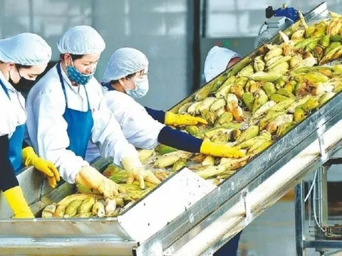 Xuất khẩu rau quả lấy lại đà tăng trưởng và tiềm năng rộng mở năm 2023