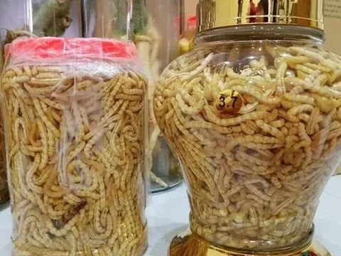 Bỏ qua lời cảnh báo, nhiều người vẫn săn lùng côn trùng để tăng “bản lĩnh phòng the”