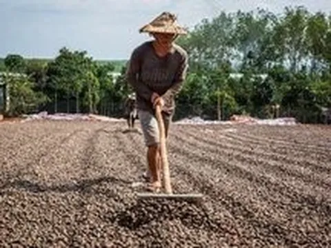 Hai tháng 2023: Việt Nam nhập khẩu 130 triệu USD một loại hạt thô từ Campuchia