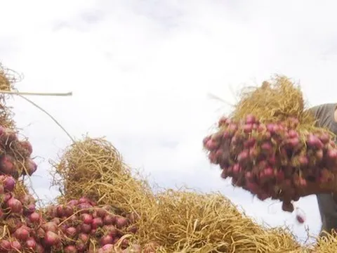 Vì sao hành tỏi ‘made in Vietnam’ thua ngay trên sân nhà?